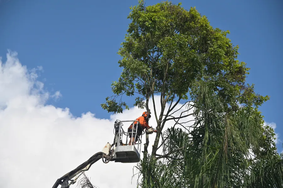 Affordable Tree Service